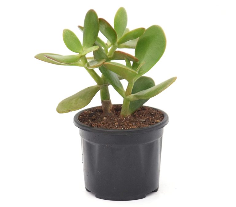 Crassula Plant Benefits in Hindi