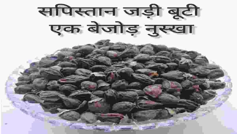 Sapistan Benefits in Hindi