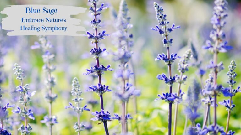 Blue Sage benefits
