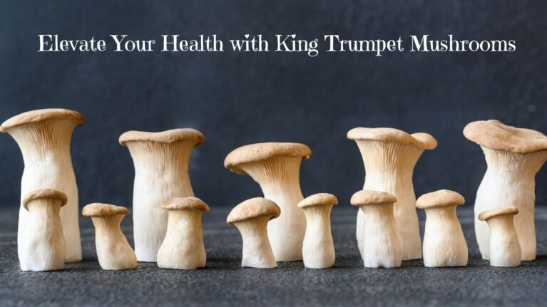 king trumpet mushroom benefits
